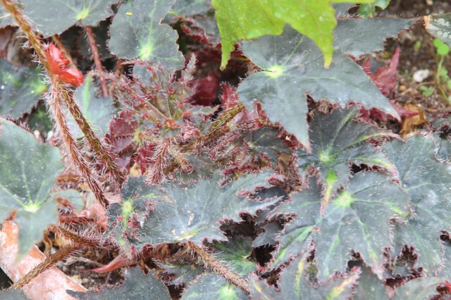 B. ‘Michael Fire’